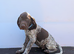 3 gorgeous German pointers