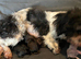 1 kc reg Shih Tzu puppy&rsquo;s