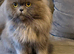 Proven Persian male cat for sale
