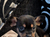 Puppies for sale