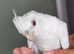 Male cockys