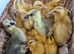 Miniature Silver Appleyard Duckling
