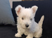 RKC pedigree Westie puppy boy