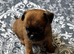 Litter of Griffon crossers