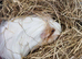 2 female guineapigs 6 months old