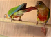 Proven many times pineapple conures