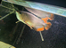 Arowana