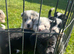 Outstanding Border Collie Puppy&rsquo;s