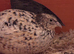Hatching Coturnix Quail eggs
