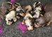 Stunning Miniature Dachsund Puppies