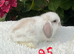 Pure bred mini lops