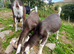 Wether Goats