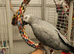 Male tame
