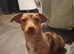 Female jack Russell