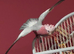 Baby Galah tame Glasgow