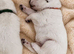 KC White Swiss Shepherd puppies Champion Bloodline