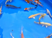 beautiful koi carp