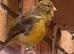 Cute Mix of Canaries