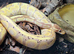 Banana ball python and setup