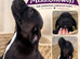 Kc Labrador puppies
