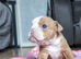 English bulldogs merle