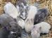 Mini lop bunnies