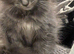 Beautiful blue Maine coon cross kittens