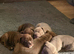 Bull staffy puppies