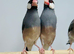 Java finches