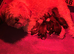 Shih Tzu Puppies Ready Now 2 Boys Left