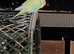 Baby budgies for sale