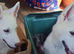 12 Week old female White Husky Pups. Can be walked this Friday!