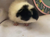 Beautful Baby piggies available