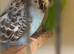 Beautiful variety of budgies