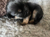 Home Bred Border Terrier Puppies