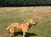 Kc fox red labrador retriever