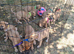 Lurcher puppys