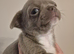 6 KC registered chi puppies