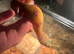 Beautiful baby leopard geckos