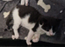 Beautiful kittens ready next monday