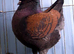 Wanted: Male Modena Pigeon