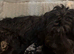 Portuguese sheepdog cross puppies