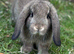 Mini Lop Baby Rabbits - Ready to leave now