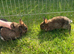 Netherland dwarf babies