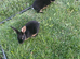 3 beautiful baby otter rex