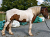 3yr old Cob Gelding to make 15.1!