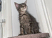 TICA Registered Maine Coon Kittens