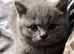 Need collecting today if possible Chunky british short-hair kitten
