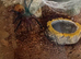 Tarantulas