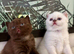 Absolutely stunning full pedigree GCCF BSH kittens
